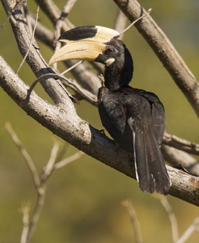 hornbill